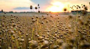 From field to sustainable products
